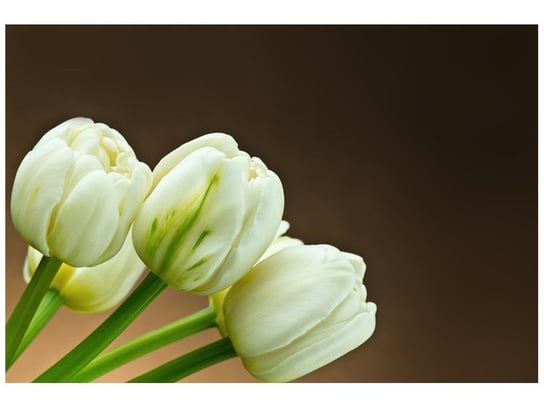 Fototapeta Białe tulipany, 200x135 cm Oobrazy