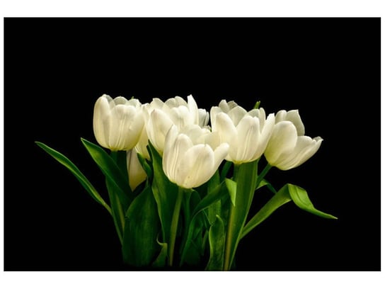 Fototapeta, Białe tulipany - Mark Freeth, 8 elementów, 368x248 cm Oobrazy