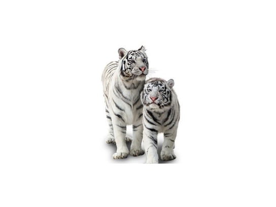 Fototapeta, Białe tygrysy, 12 elementów, 536x240 cm Oobrazy