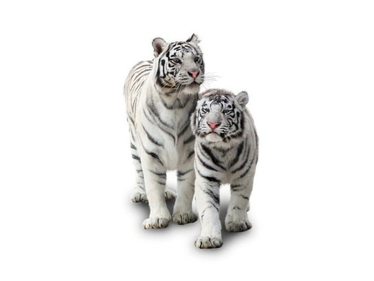Fototapeta Białe tygrysy, 2 elementy, 200x150 cm Oobrazy