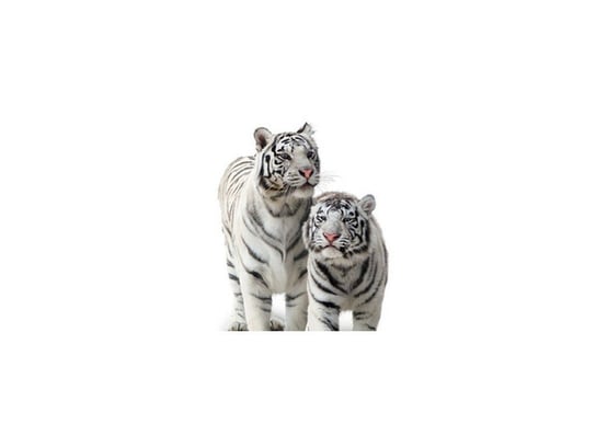 Fototapeta Białe tygrysy, 2 elementy, 268x100 cm Oobrazy