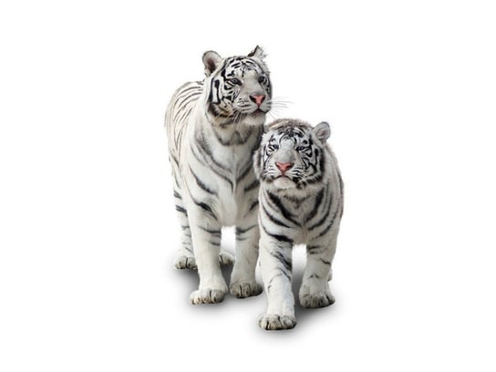 Fototapeta, Białe tygrysy, 6 elementów, 268x240 cm Oobrazy
