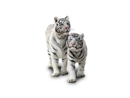 Fototapeta, Białe tygrysy, 8 elementów, 368x248 cm Oobrazy