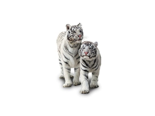 Fototapeta, Białe tygrysy, 8 elementów, 412x248 cm Oobrazy