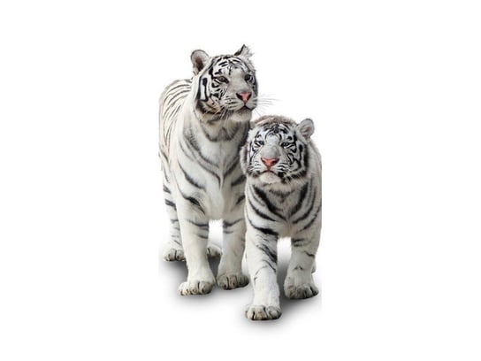 Fototapeta Białe tygrysy, 95x205 cm Oobrazy
