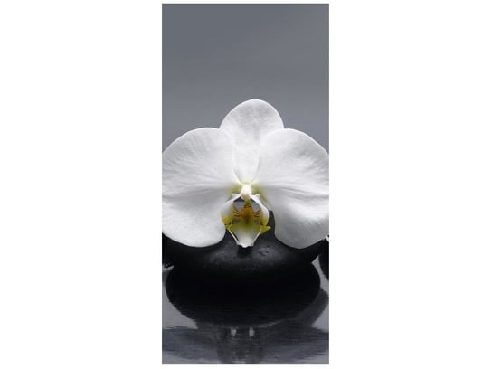 Fototapeta Biały storczyk, 95x205 cm Oobrazy