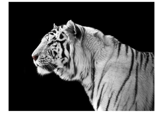 Fototapeta, Biały tygrys, 200X154 DecoNest