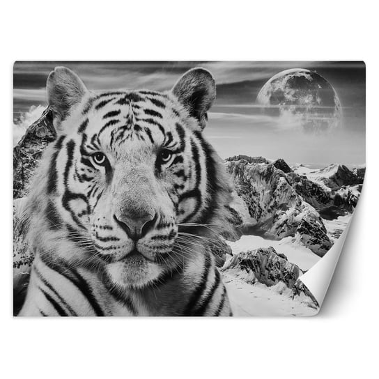 Fototapeta Biały tygrys b&w - Mateo 100x70 Feeby