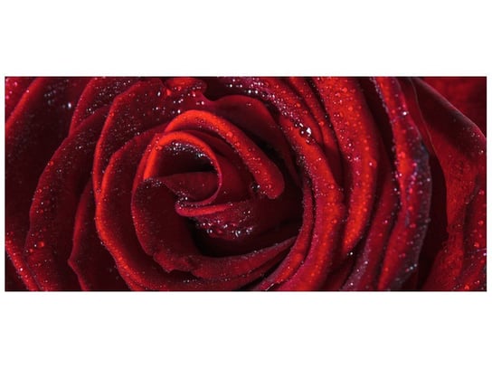 Fototapeta, Bordowa róża, 12 elementów, 536x240 cm Oobrazy