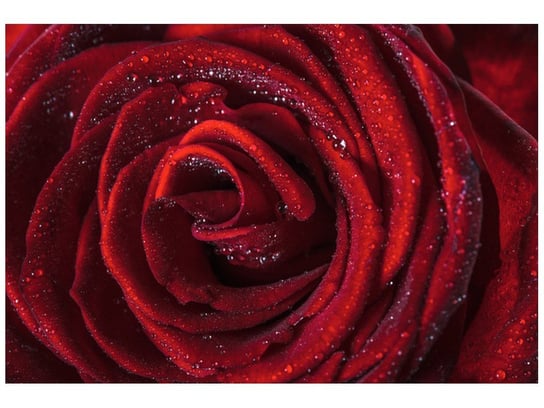 Fototapeta Bordowa róża, 200x135 cm Oobrazy