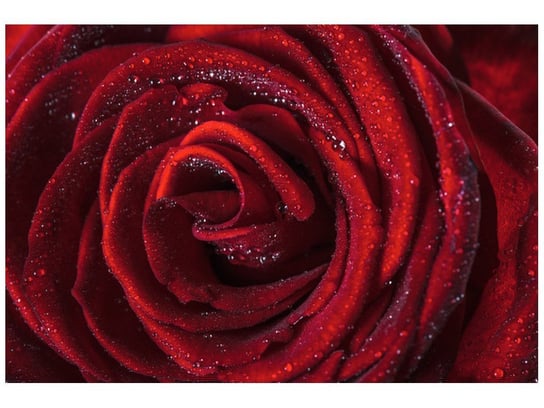 Fototapeta, Bordowa róża, 8 elementów, 368x248 cm Oobrazy