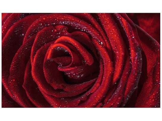 Fototapeta, Bordowa róża, 8 elementów, 412x248 cm Oobrazy