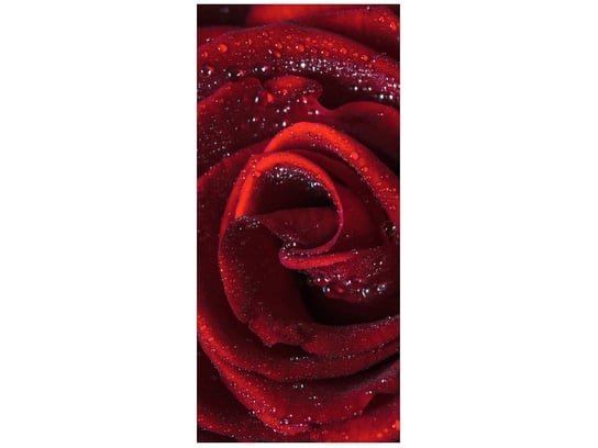 Fototapeta Bordowa róża, 95x205 cm Oobrazy
