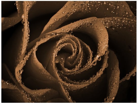 Fototapeta Brązowa róża, 2 elementy, 200x150 cm Oobrazy