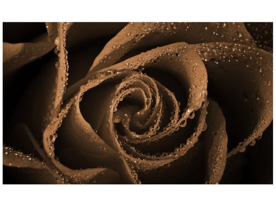 Fototapeta, Brązowa róża, 8 elementów, 412x248 cm Oobrazy
