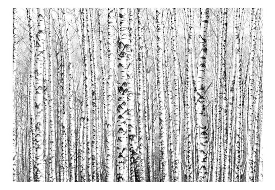Fototapeta, Brzozowy las, 100x70 cm DecoNest