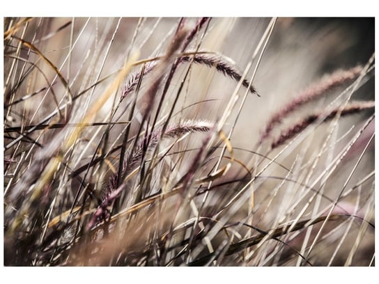 Fototapeta Buszujący w trawie, 200x135 cm Oobrazy