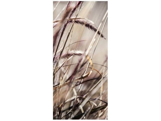 Fototapeta Buszujący w trawie, 95x205 cm Oobrazy
