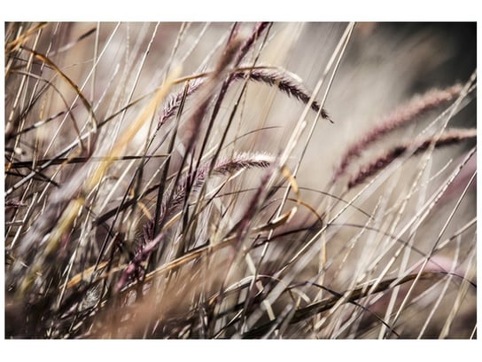 Fototapeta, Buszujący w trawie - Nina Matthews, 8 elementów, 368x248 cm Oobrazy