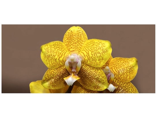 Fototapeta, Cytrynowa orchidea, 12 elementów, 536x240 cm Oobrazy