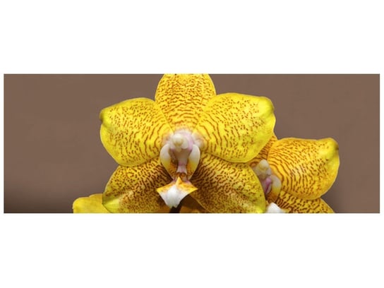 Fototapeta Cytrynowa orchidea, 2 elementy, 268x100 cm Oobrazy