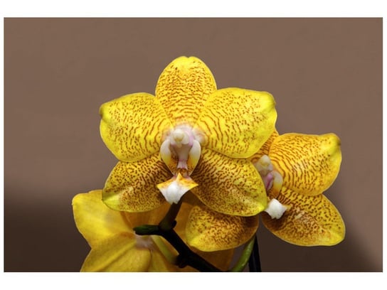 Fototapeta Cytrynowa orchidea, 200x135 cm Oobrazy