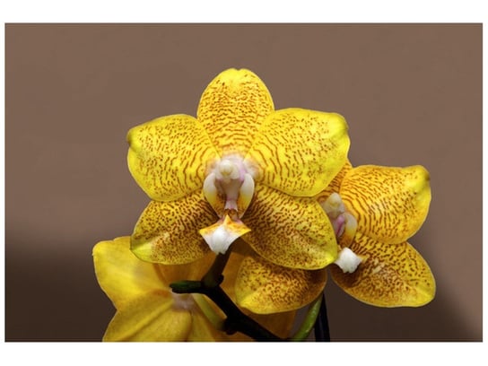 Fototapeta, Cytrynowa orchidea, 8 elementów, 400x268 cm Oobrazy