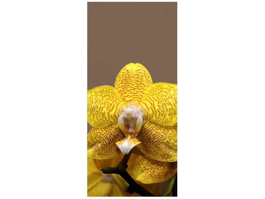 Fototapeta Cytrynowa orchidea, 95x205 cm Oobrazy