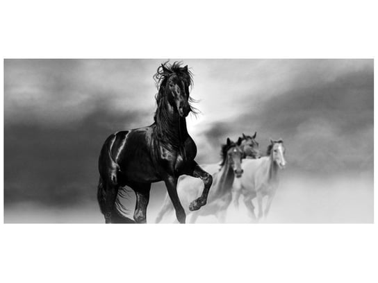 Fototapeta, Czarny koń, 12 elementów, 536x240 cm Oobrazy