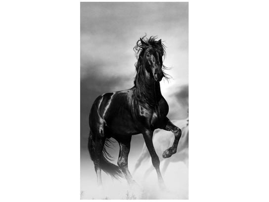 Fototapeta Czarny koń, 2 elementy, 110x200 cm Oobrazy
