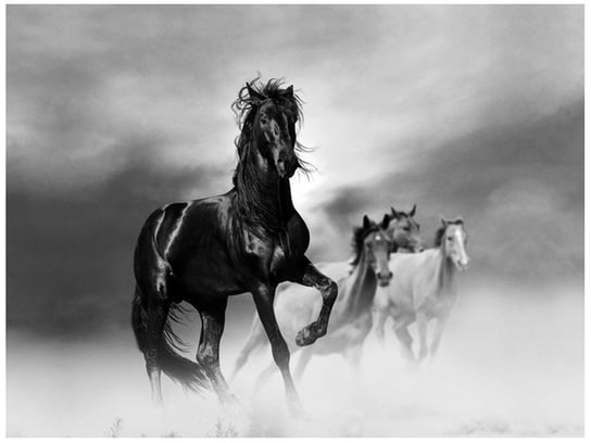 Fototapeta Czarny koń, 2 elementy, 200x150 cm Oobrazy