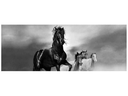 Fototapeta Czarny koń, 2 elementy, 268x100 cm Oobrazy
