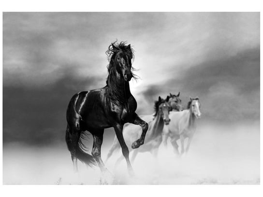 Fototapeta Czarny koń, 200x135 cm Oobrazy