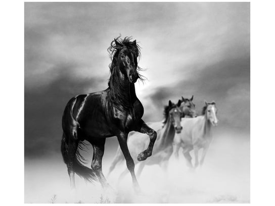 Fototapeta, Czarny koń, 6 elementów, 268x240 cm Oobrazy