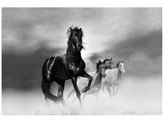 Fototapeta, Czarny koń, 8 elementów, 368x248 cm Oobrazy