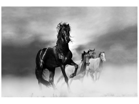 Fototapeta, Czarny koń, 8 elementów, 400x268 cm Oobrazy