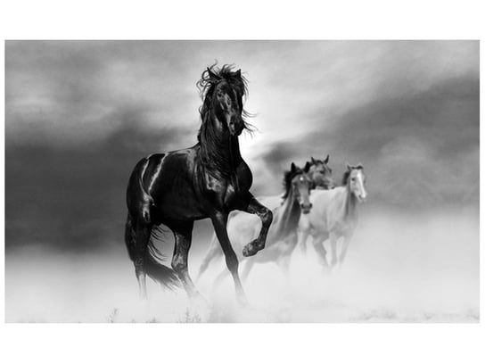 Fototapeta, Czarny koń, 9 elementów, 402x240 cm Oobrazy