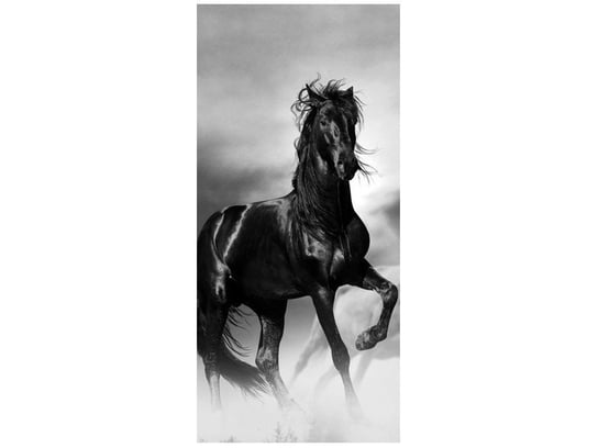 Fototapeta Czarny koń, 95x205 cm Oobrazy