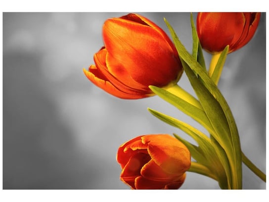 Fototapeta Czerowne tulipany, 200x135 cm Oobrazy