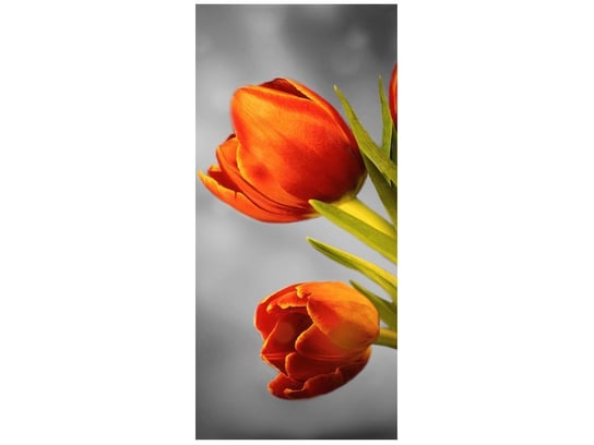 Fototapeta Czerowne tulipany, 95x205 cm Oobrazy