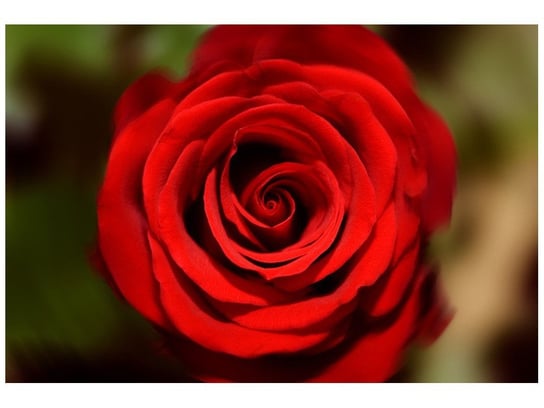 Fototapeta Czerwona róża, 200x135 cm Oobrazy