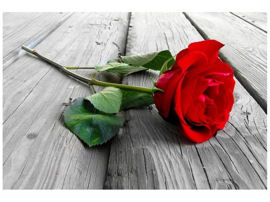 Fototapeta Czerwona róża, 200x135 cm Oobrazy