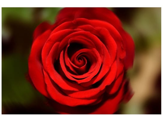 Fototapeta, Czerwona róża, 8 elementów, 368x248 cm Oobrazy