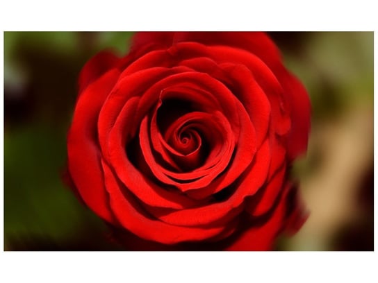 Fototapeta, Czerwona róża, 9 elementów, 402x240 cm Oobrazy