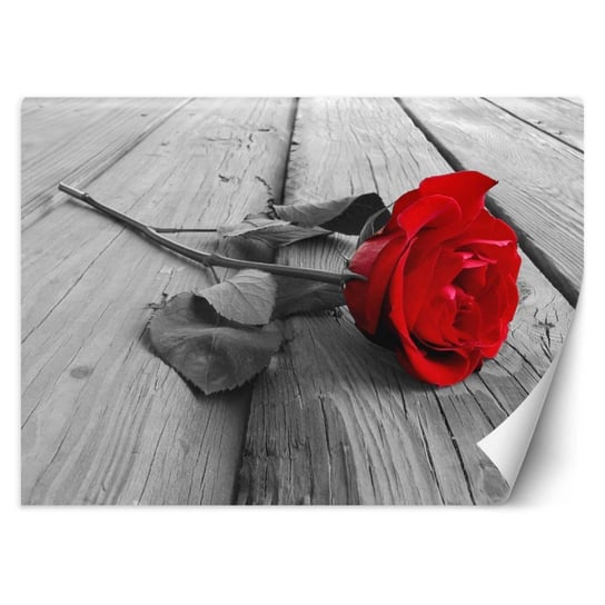 Fototapeta, Czerwona róża na pomoście - 200x140 Inna marka