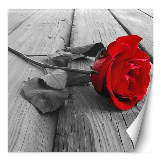 Fototapeta Czerwona róża na starych deskach 250x250 Feeby