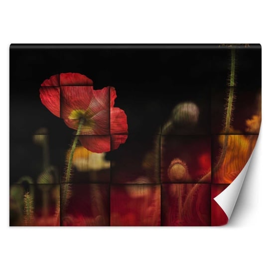 Fototapeta, Czerwone maki kwiaty - 300x210 Inna marka