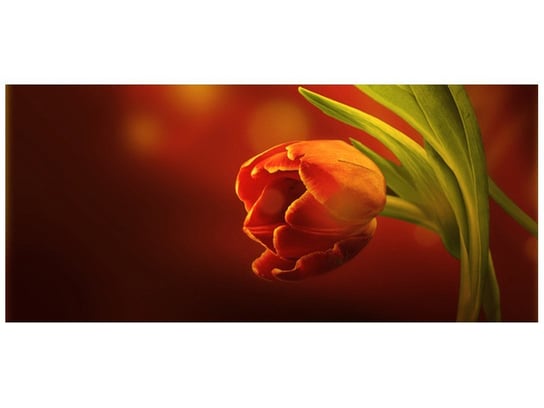 Fototapeta, Czerwone tulipany, 12 elementów, 536x240 cm Oobrazy