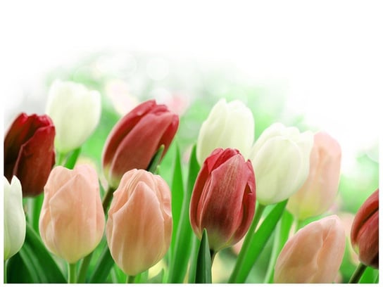 Fototapeta Czerwone tulipany, 2 elementy, 200x150 cm Oobrazy