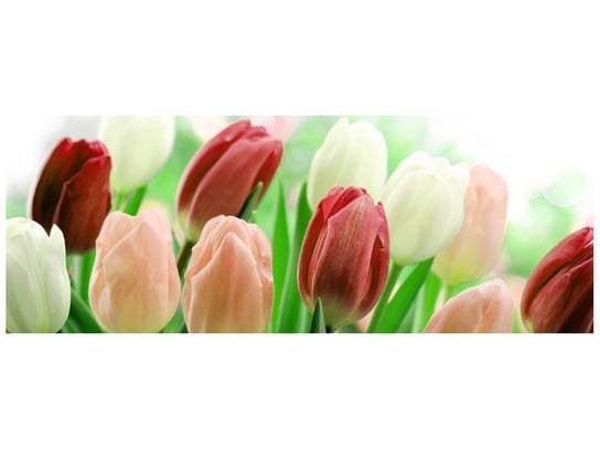 Fototapeta Czerwone tulipany, 2 elementy, 268x100 cm Oobrazy